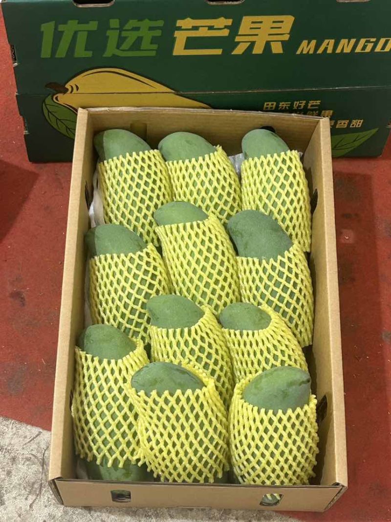 广西百色桂七芒果