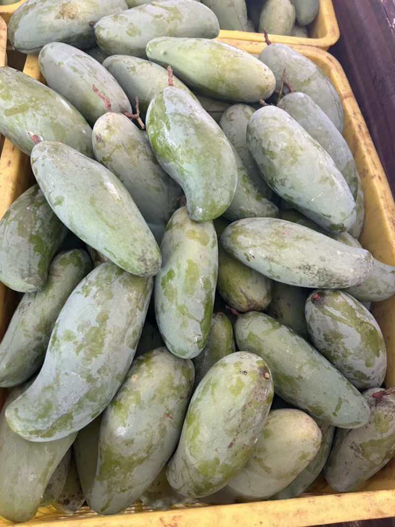广西百色桂七芒果