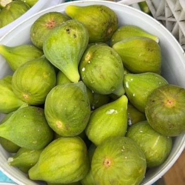 青皮无花果