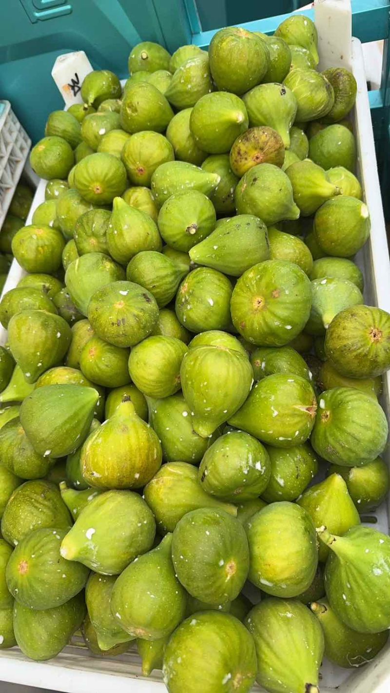 青皮无花果