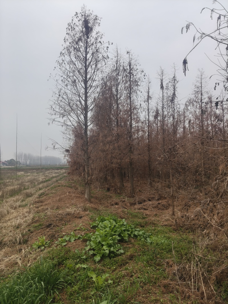 池杉，落羽杉，水杉