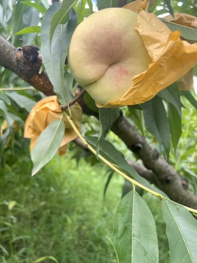 蟠桃（水蜜桃）品种