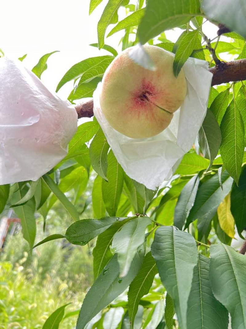 蟠桃（水蜜桃）品种