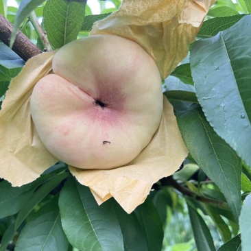 蟠桃（水蜜桃）品种