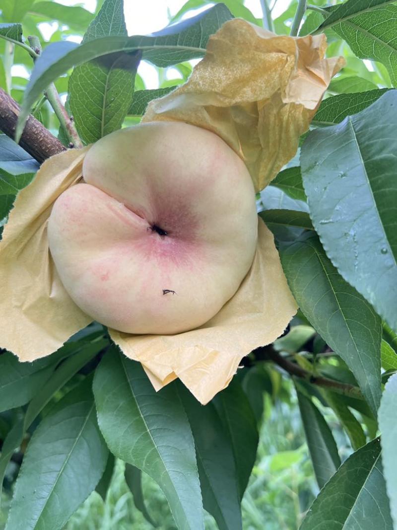 蟠桃（水蜜桃）品种