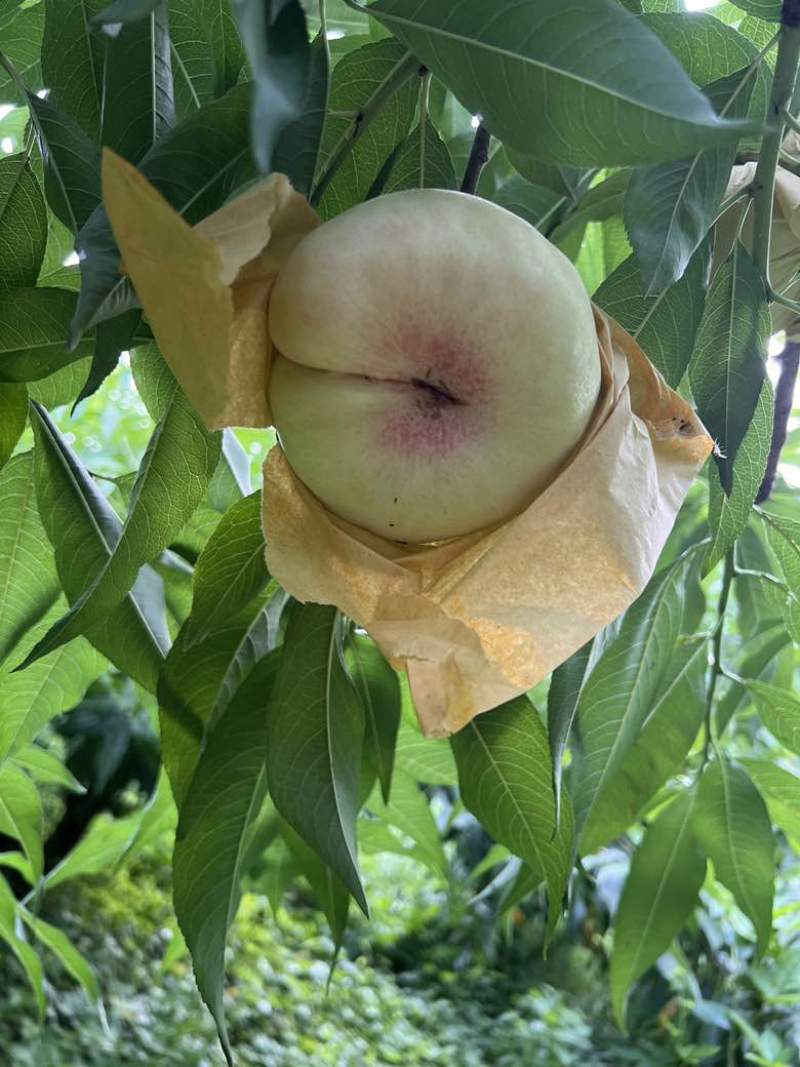 蟠桃（水蜜桃）品种