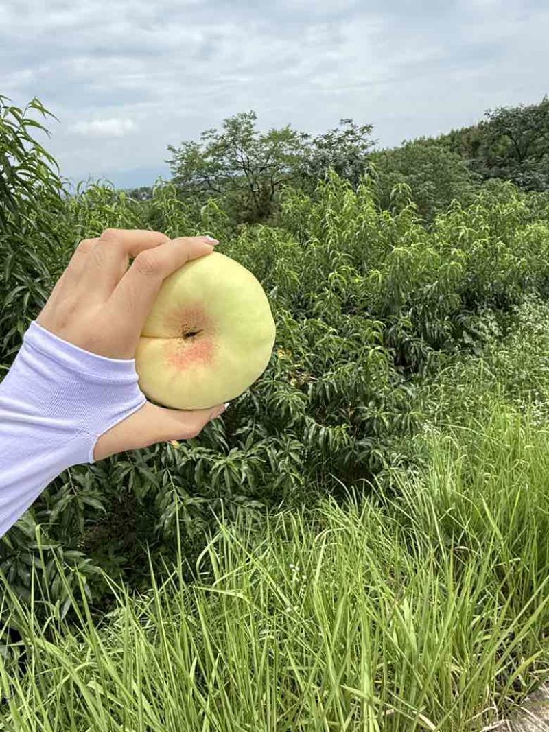 蟠桃（水蜜桃）品种