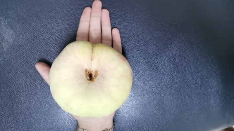 蟠桃（水蜜桃）品种