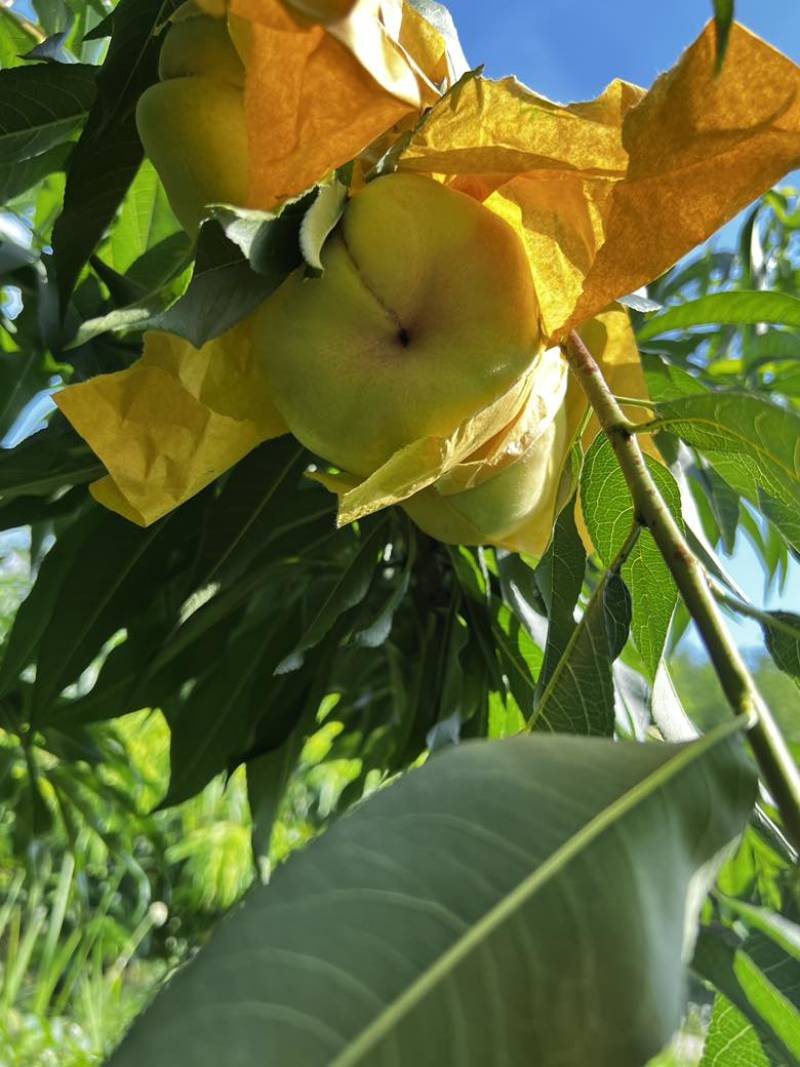 蟠桃（水蜜桃）品种