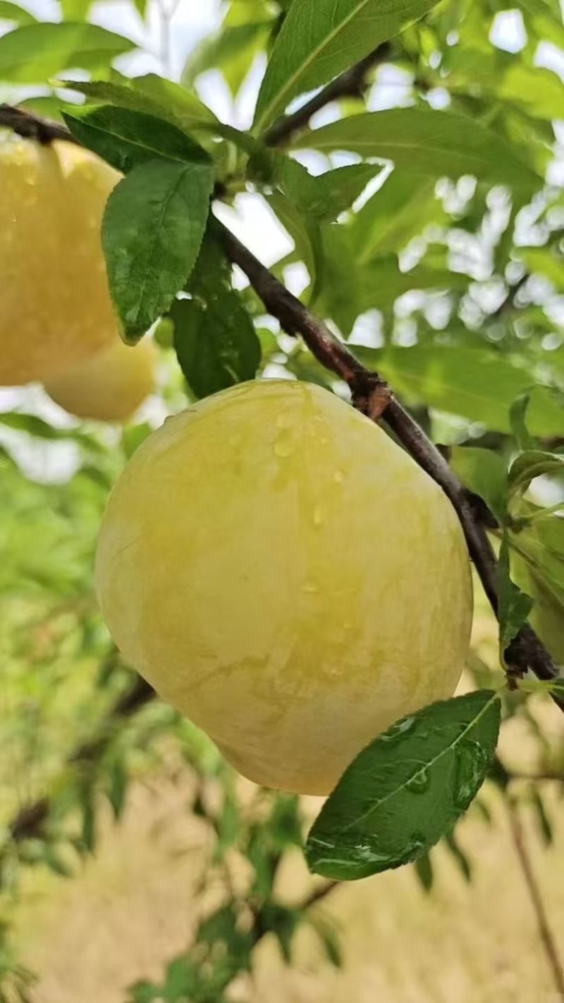 黄金奈李