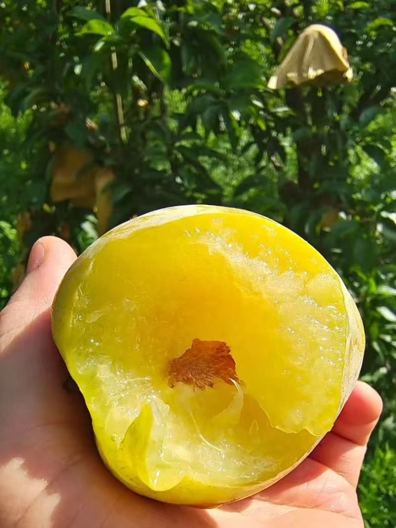 黄金奈李