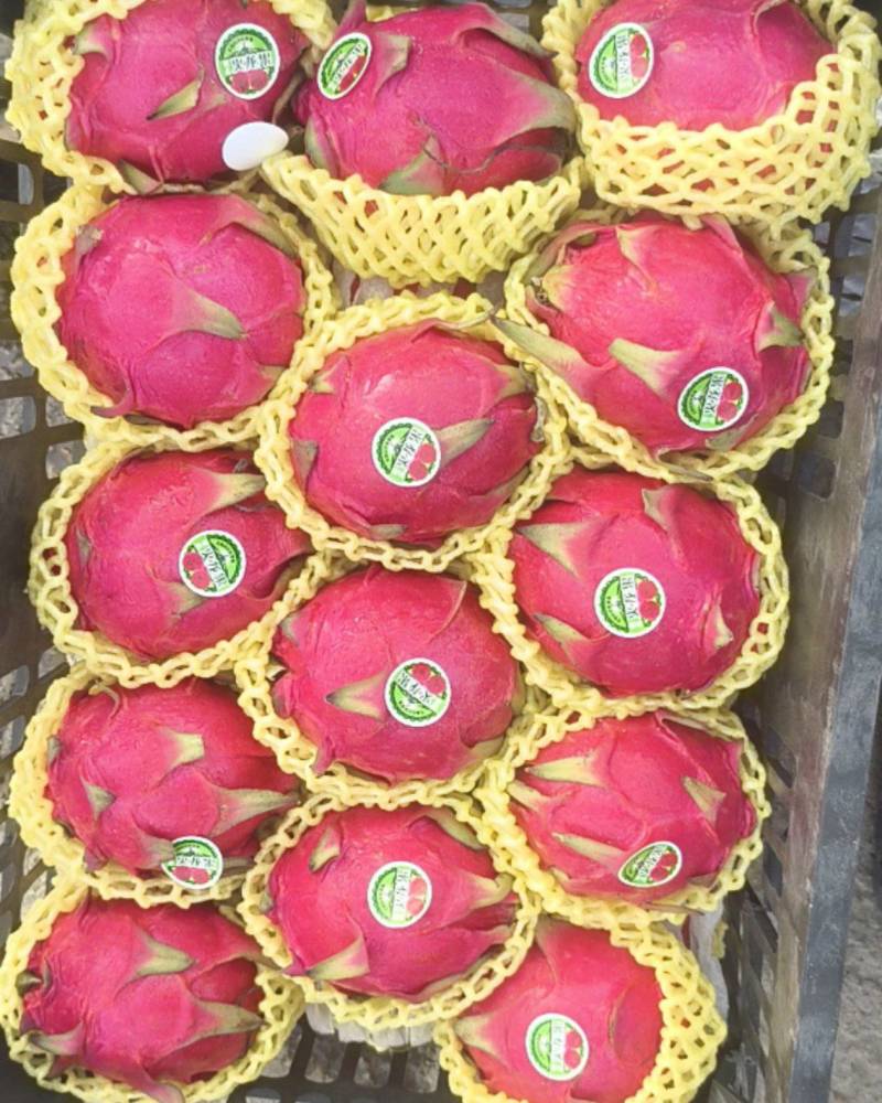 红心火龙果40#，50#，一级果。