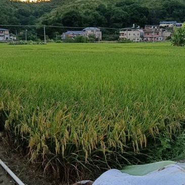 稻谷