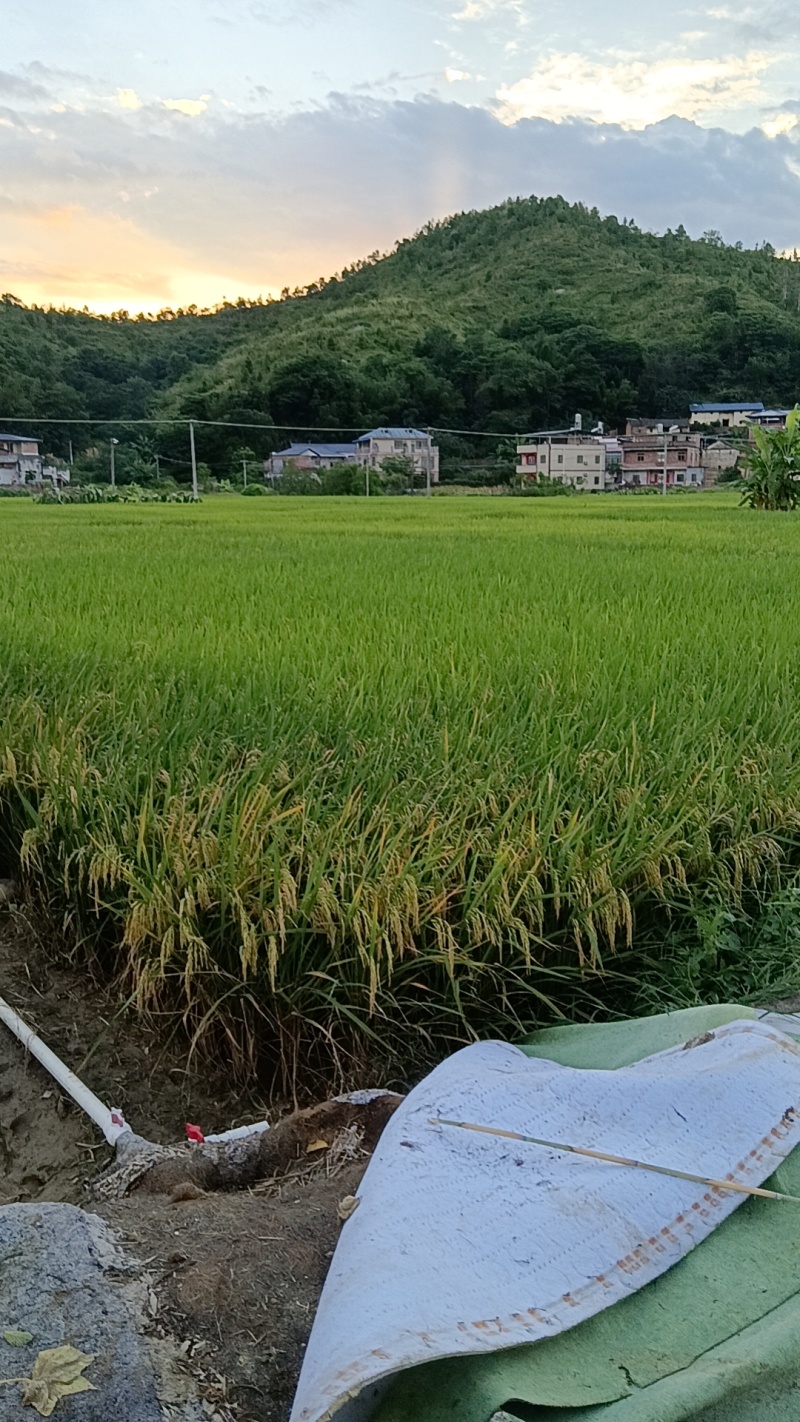 稻谷