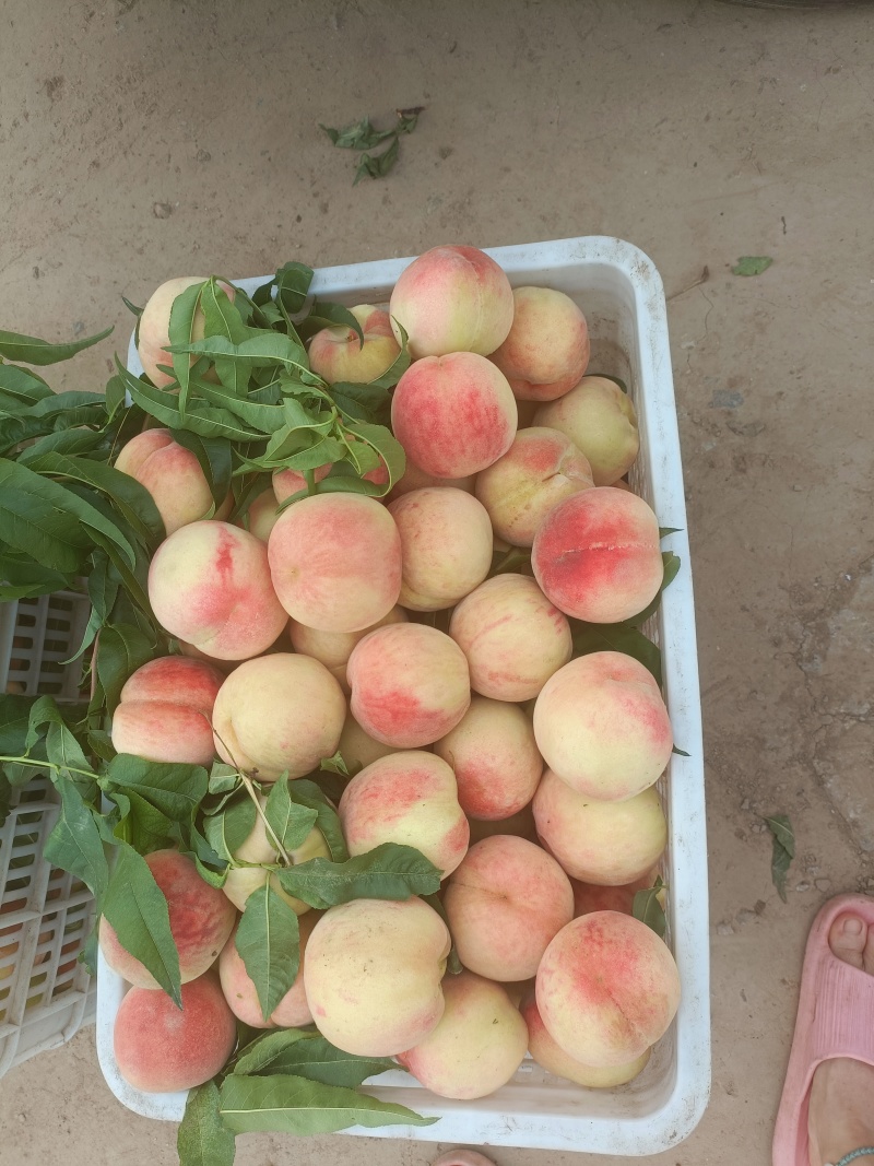 红不软桃