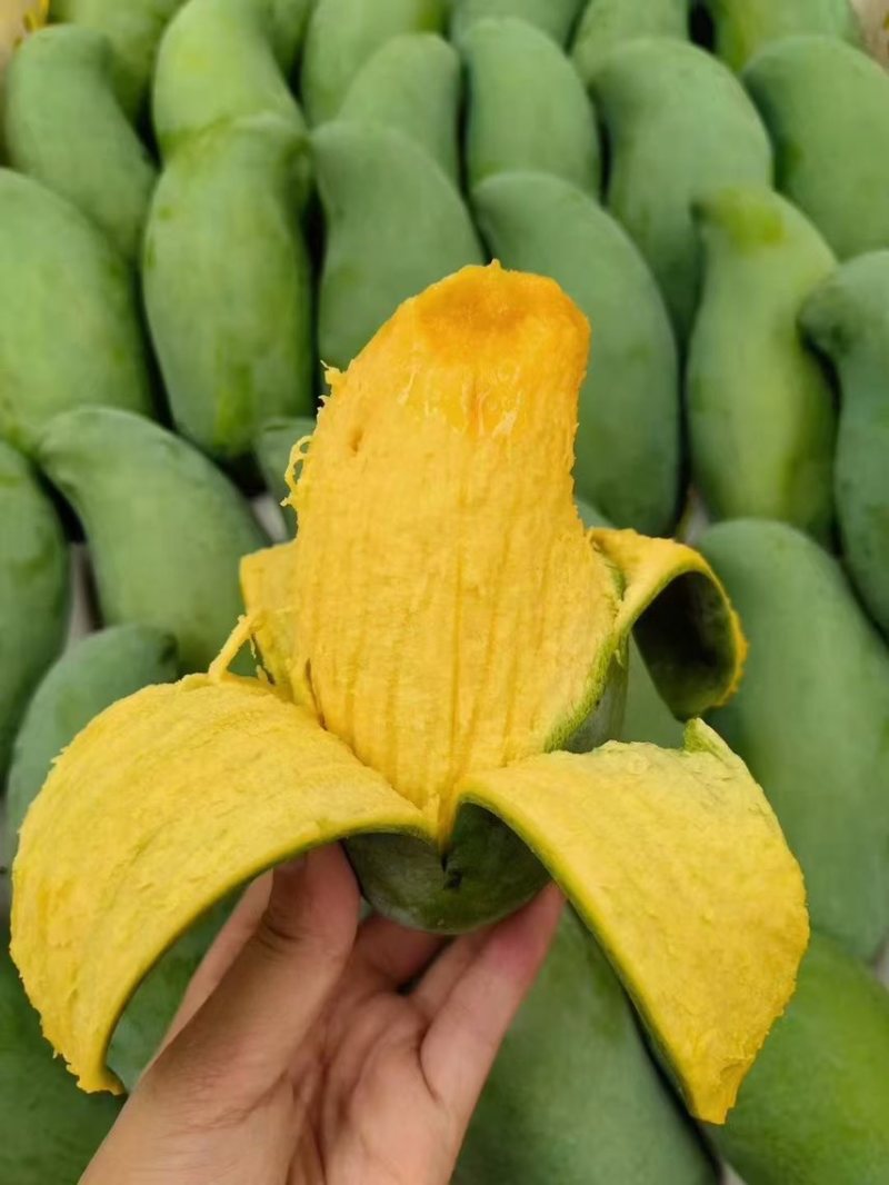 桂七芒果可一件代发价格优惠