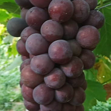 夏黑葡萄