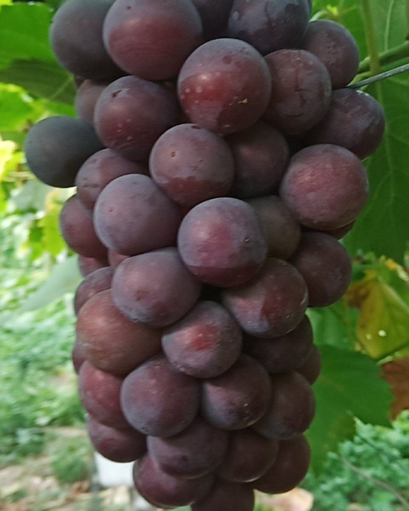 夏黑葡萄
