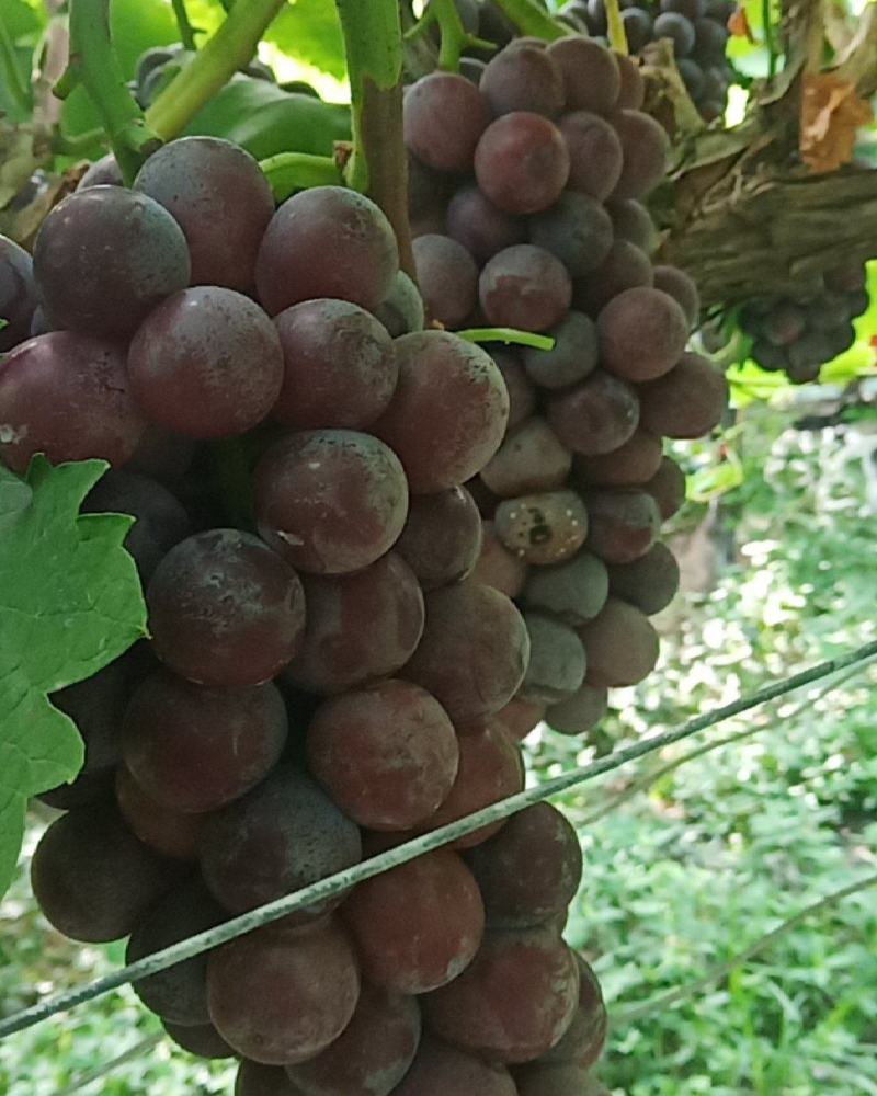 夏黑葡萄