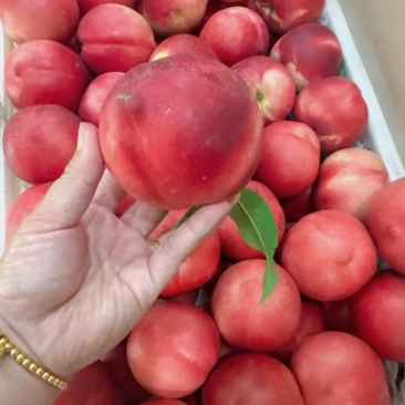 永清县各种鲜桃🍑，大量批发