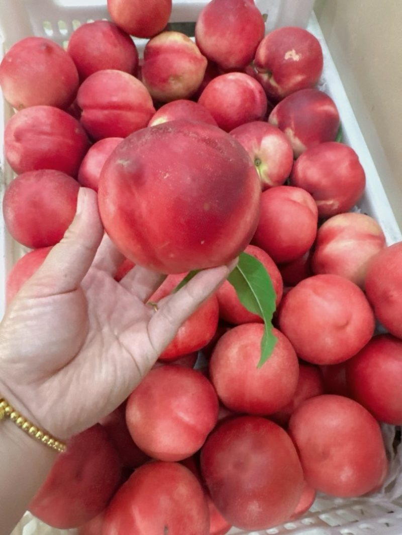 永清县各种鲜桃🍑，大量批发