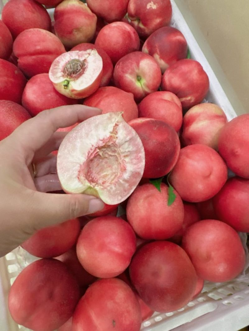 永清县各种鲜桃🍑，大量批发