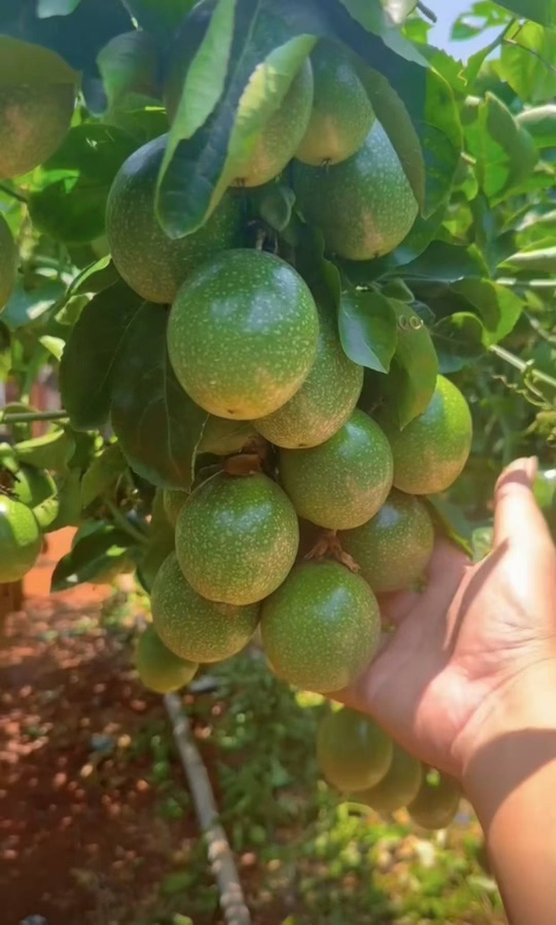 徐闻百香果