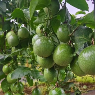 徐闻百香果