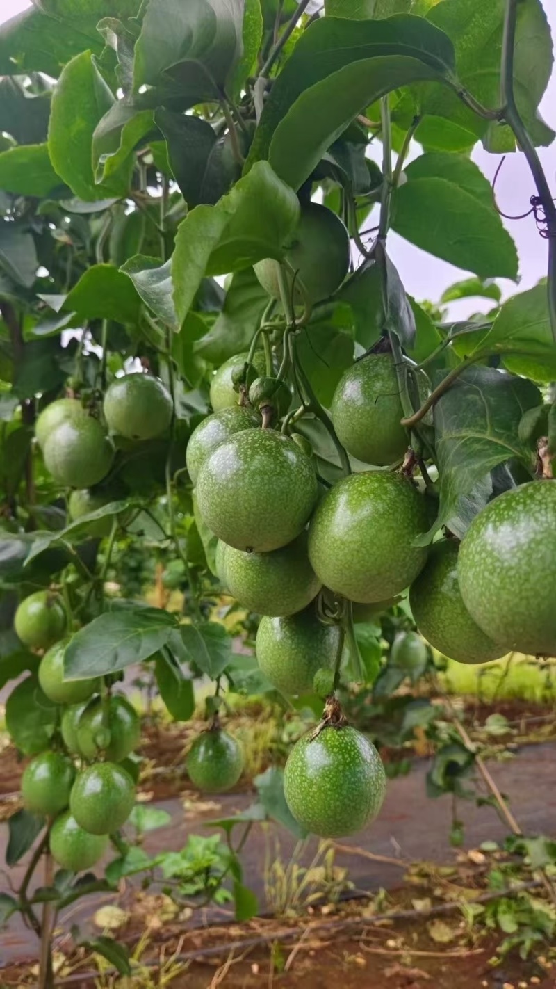 徐闻百香果