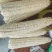 万糯2000鲜玉米