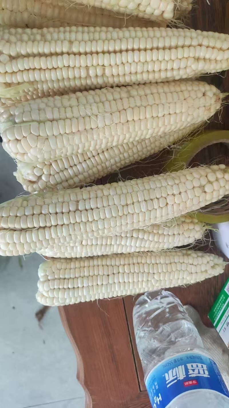 万糯2000鲜玉米
