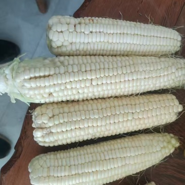 万糯2000鲜玉米