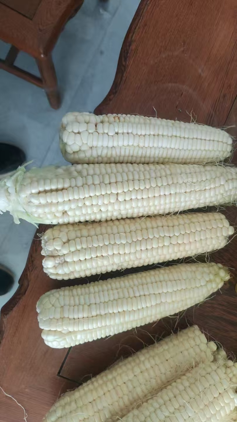万糯2000鲜玉米
