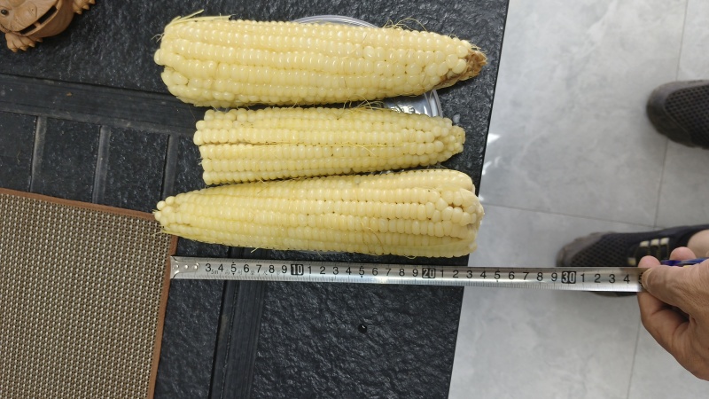 万糯2000鲜玉米
