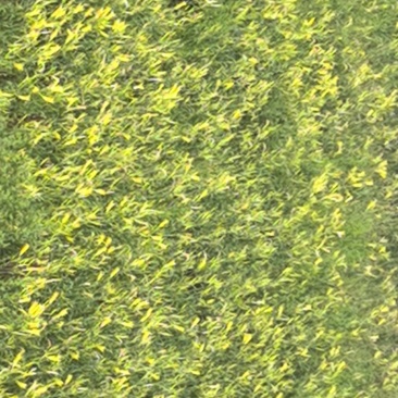 黄花菜