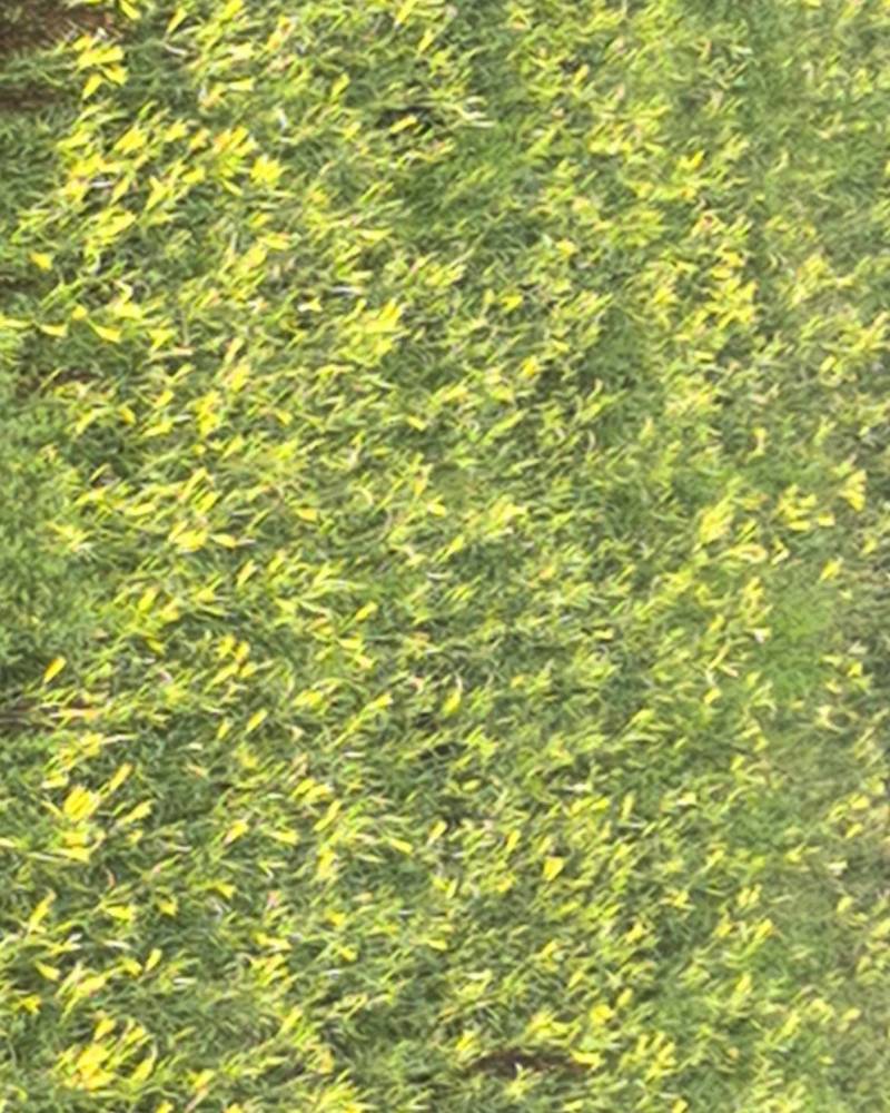 黄花菜