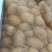 自家院子种的土豆