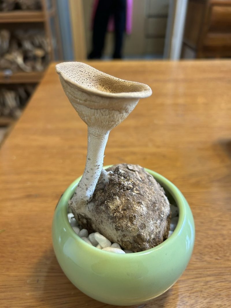 冻干虎乳菌片