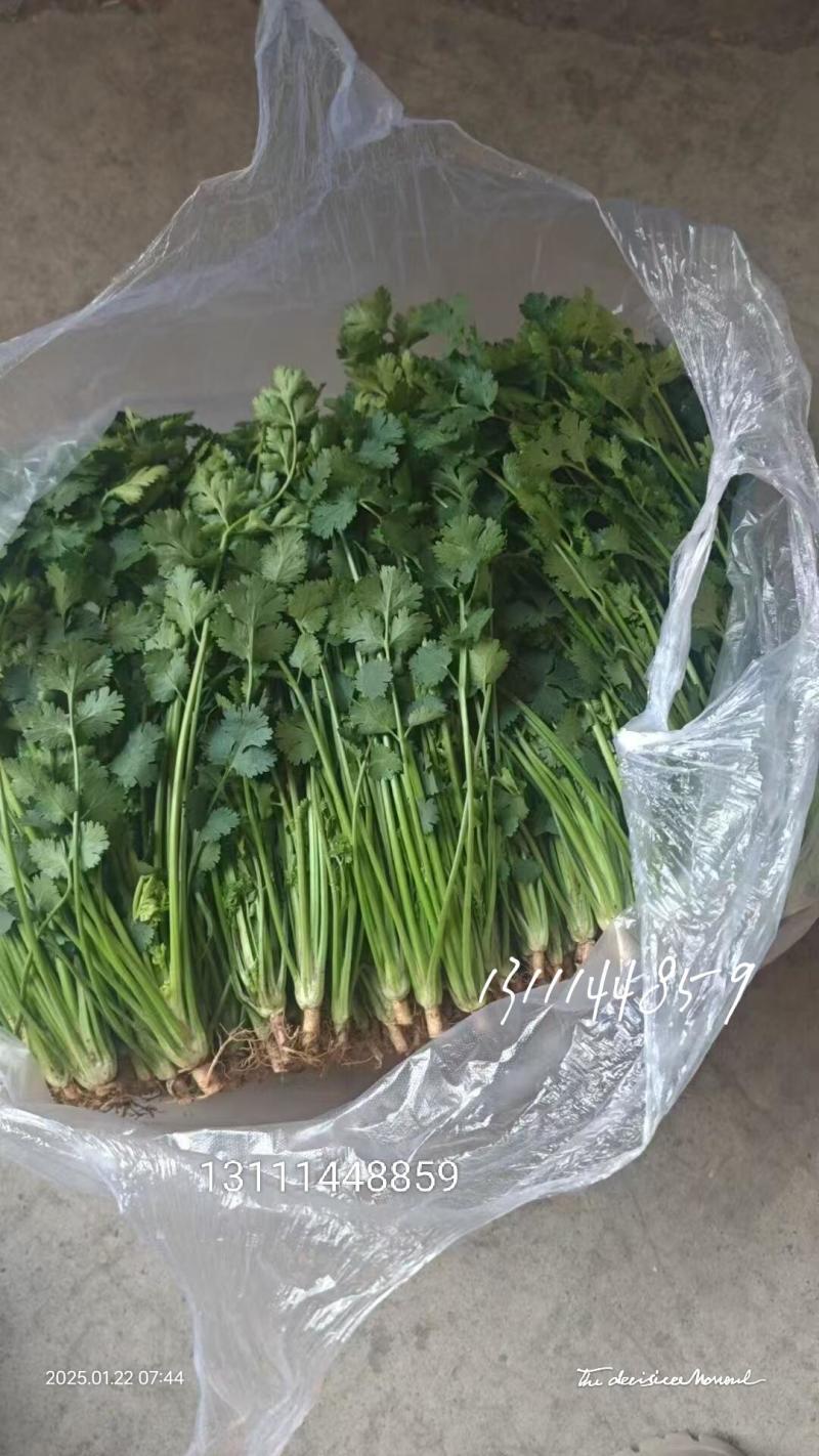 唐山铁杆青香菜
