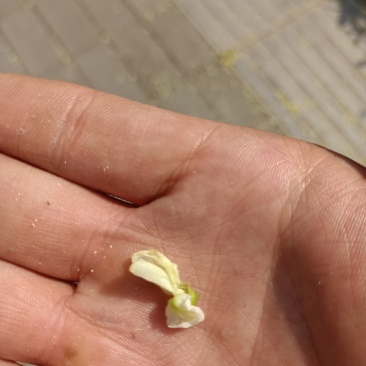 槐花