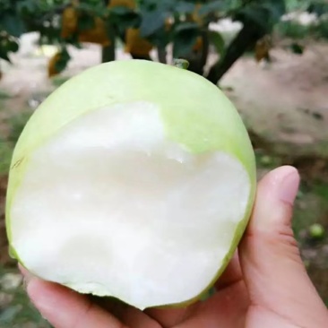 砀山梨
