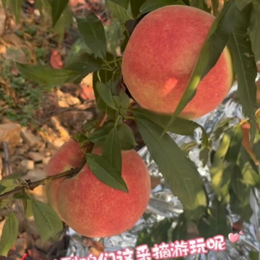 金秋红密
