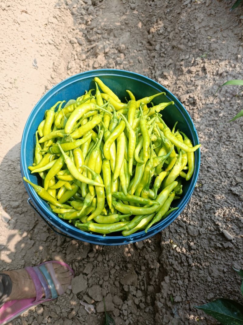 山东青辣椒，小米辣