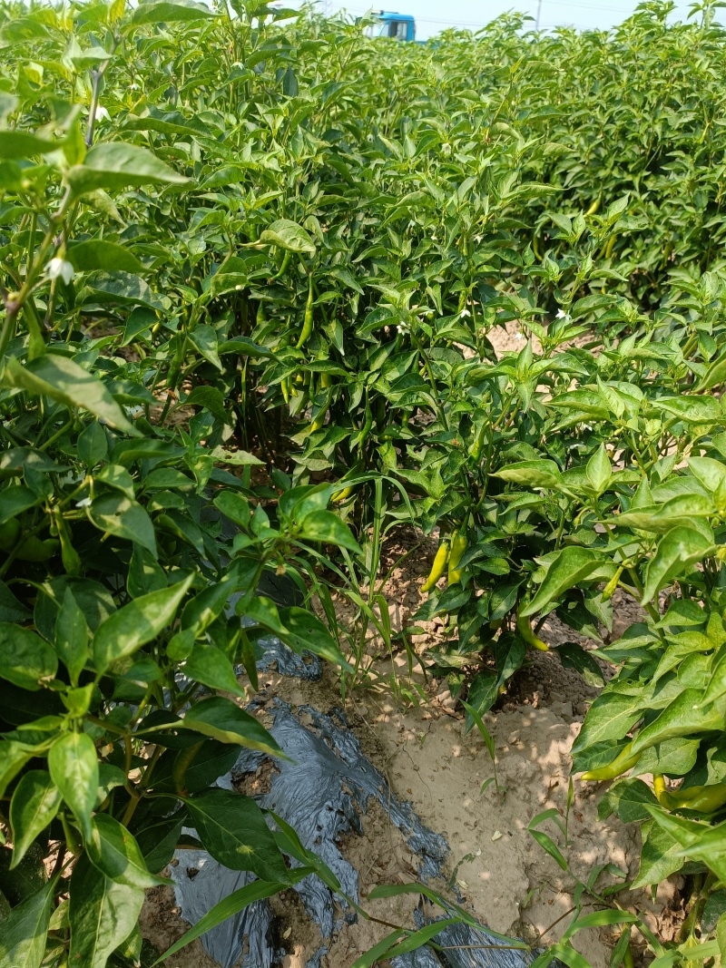 山东青辣椒，小米辣