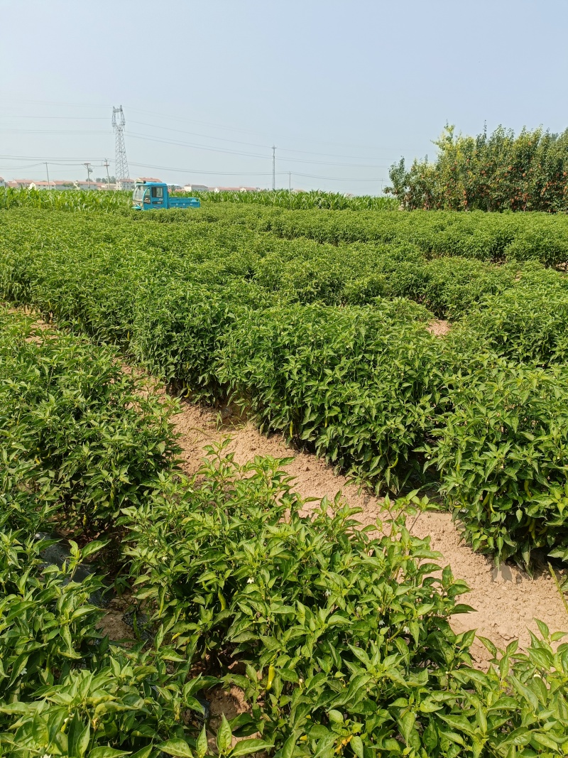 山东青辣椒，小米辣