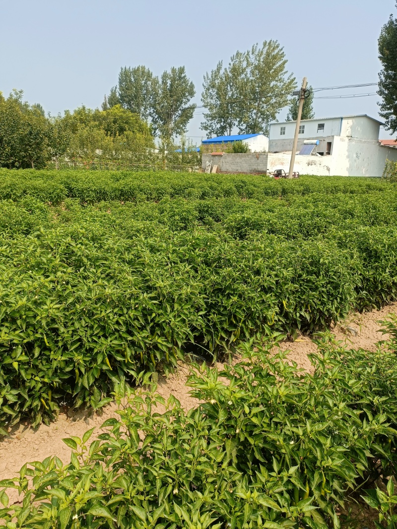 山东青辣椒，小米辣
