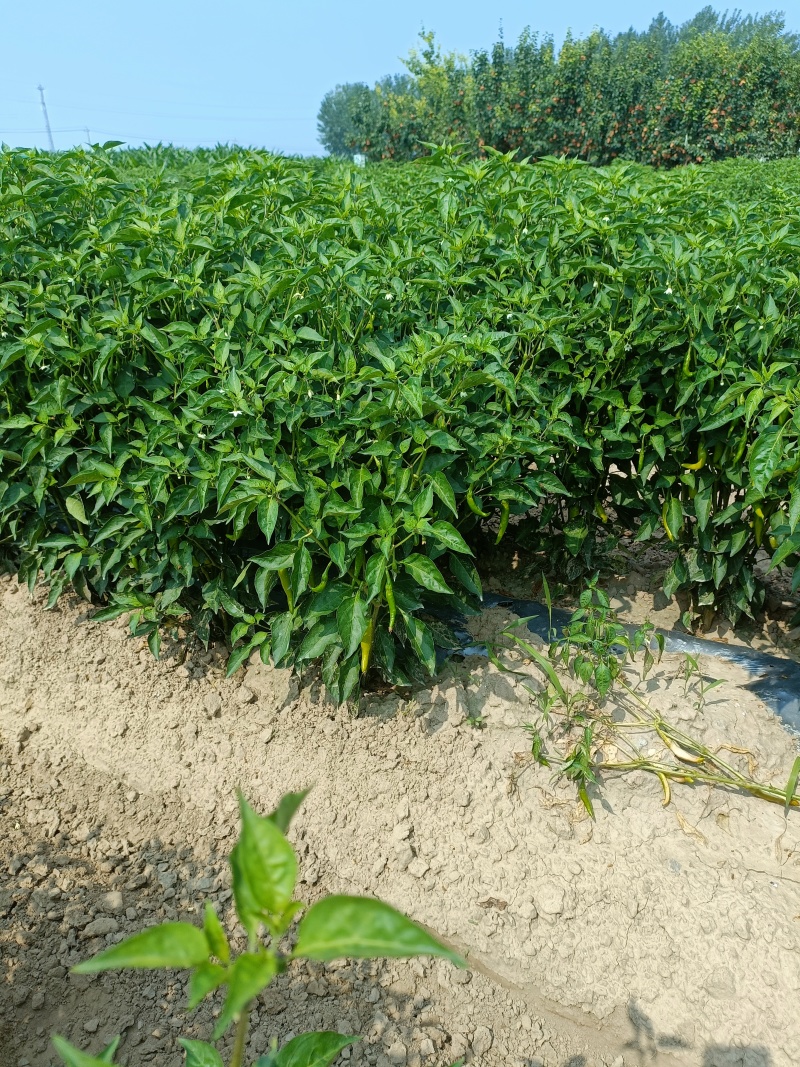 山东青辣椒，小米辣