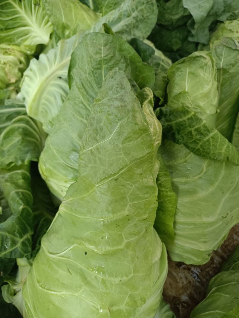 牛心菜