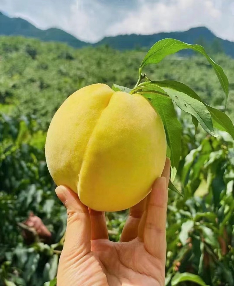 炎陵黄桃