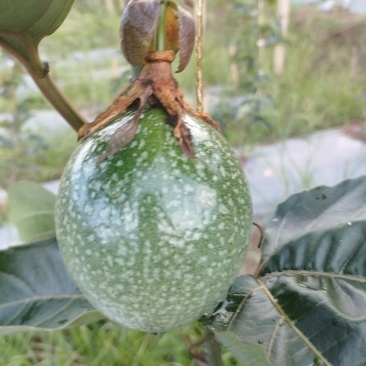 百香果
